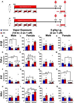 Adolescent intermittent ethanol (AIE) produces lasting, sex-specific changes in rat body fat independent of changes in white blood cell composition